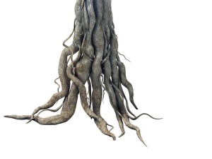 game model - kashayana buddha forest big tree root Model 3D