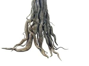 game model - kashayana buddha forest big tree root 3D Model