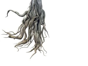 game model - kaya buddha forest root 3D Model