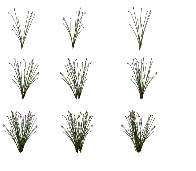 game model - prairie scene - desert plants 02 01 3D 모델 .c4d .max .obj .3ds .fbx .stl .blend