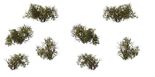 game model - prairie scene - desert plants 03 01 3D Модель .c4d .max .obj .3ds .fbx .stl .blend 