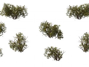 game model - prairie scene - desert plants 03 01 3Dモデル