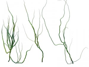 game model - prairie scene - ivy 2 01 Model 3D
