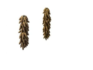 ゲームモデル - 草原のシーン - トウモロコシソルガム 01 3Dモデル