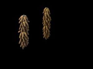 game model - prairie scene - maize sorghum 01 Modèle 3D
