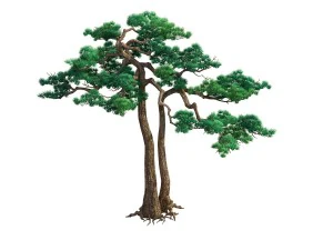 game model - taoist comprehension scene - pine 03 3D Model