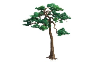 game model - taoist comprehension scene - pine 08 3D Model