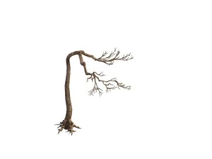 game model - taoist comprehension scene - pine 09 3D Model