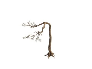 game model - taoist comprehension scene - pine 09 3D Model
