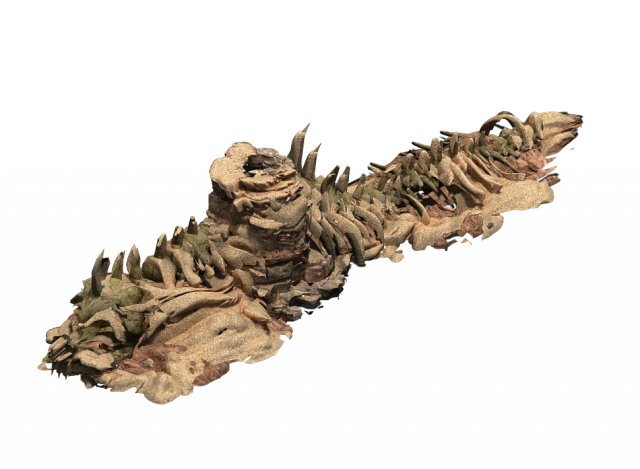 desert - boss altar fossil bones 03 3D Modell .c4d .max .obj .3ds .fbx .stl .blend