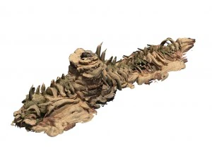 desert - boss altar fossil bones 03 3D Model