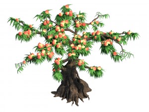 plant - peach tree 032 3D Model