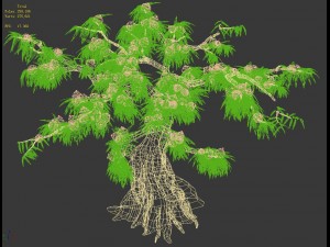 plant - peach tree 032 3D Model