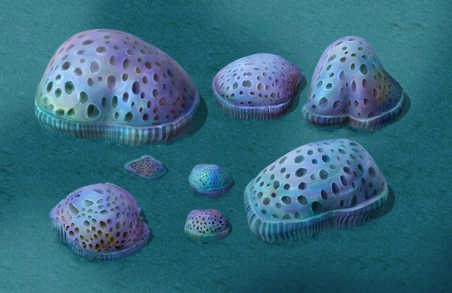submarine cartoon world - cellular coral 3D Model .c4d .max .obj .3ds .fbx .stl .blend 