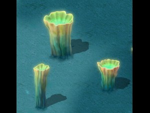 submarine cartoon world - sea king conch 02 Modèle 3D
