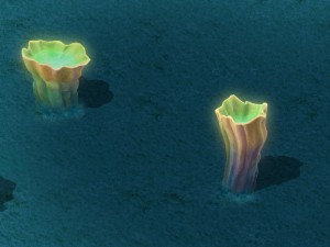submarine cartoon world - sea king conch 02 3D Model
