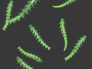 magic territory - insects 3D मॉडल