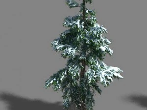 ice and snow - cedar 01 3D Model