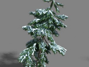 ice and snow - cedar 02 3D Модель