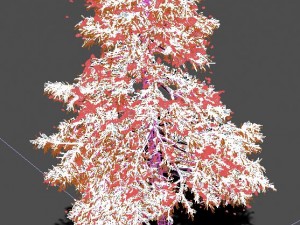 ice and snow - cedar 02 3D Модель