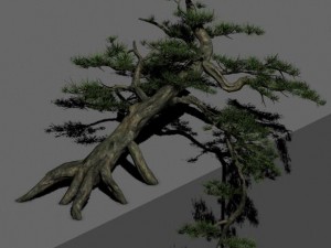 zen - cliff pine Modelo 3D