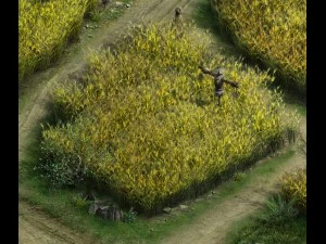 धान का खेत - बिजूका 3D मॉडल