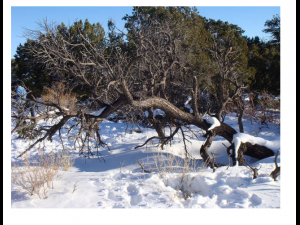 winter snow - dead tree 02 3D Model