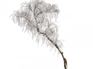 winter snow - tree Model 3D