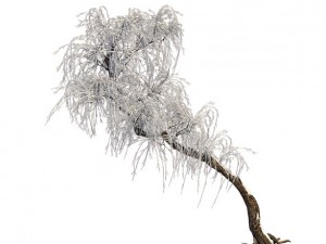 winter snow - tree Model 3D