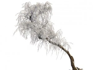 winter snow - tree 3D Model