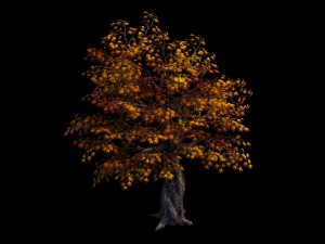 qixiashan - tree Model 3D