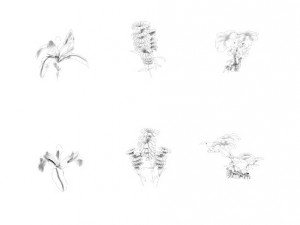 strange - flower 4 3D 模型