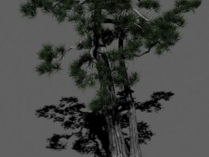 strange - pine 02 3D 모델