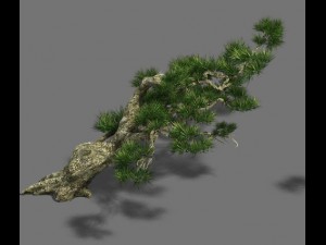 strange - pine 03 3D Model
