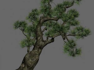 strange - pine 03 3D Model