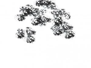 forest - maple 10 3D Model