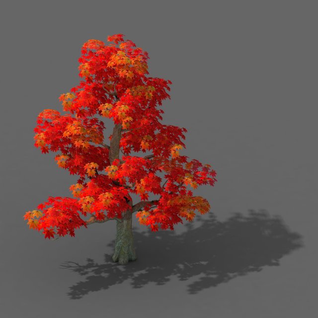 forest - maple tree 13 Model 3D .c4d .max .obj .3ds .fbx .stl .blend 