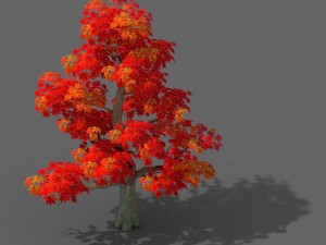 forest - maple tree 13 Modelo 3D