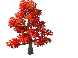 forest - maple tree 13 Model 3D