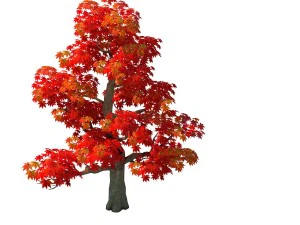 forest - maple tree 13 3D Model
