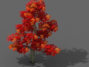 forest - maple tree 13 Model 3D