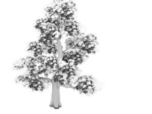 forest - maple tree 13 3D Model