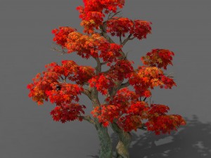 forest - maple tree 14 3Dモデル
