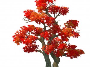 forest - maple tree 14 3D Модель