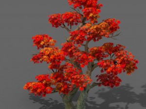 forest - maple tree 14 3D Модель