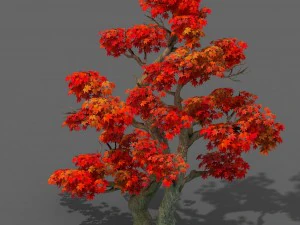 forest - maple tree 14 3D Model
