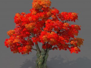 forest - maple tree 15 Modello 3D