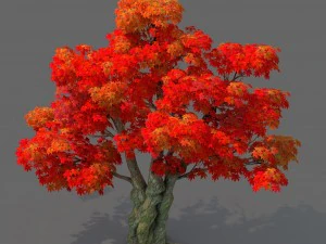 Wald - Ahornbaum 15 3D Modell