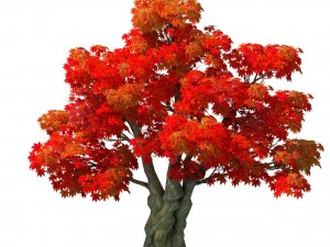 forest - maple tree 15 3D Model