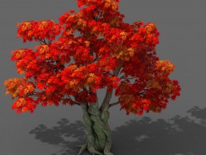 forest - maple tree 15 Modèle 3D